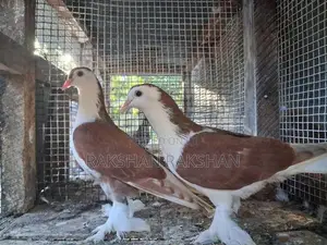Pigeons