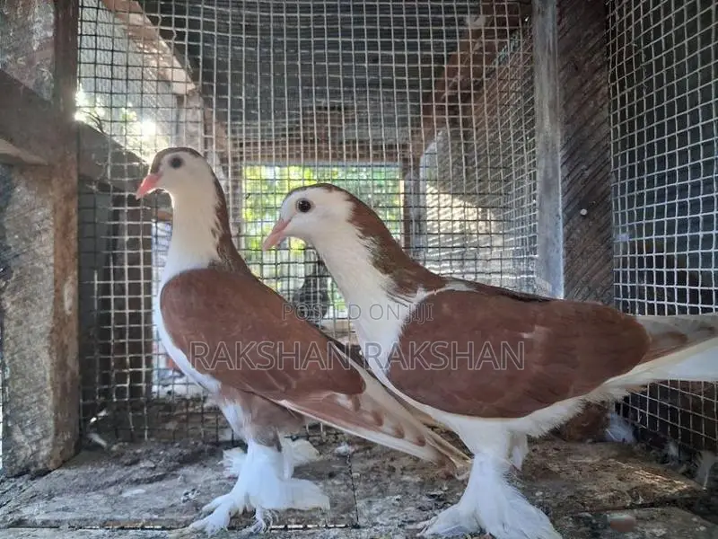 Pigeons