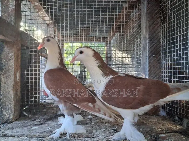 Pigeons