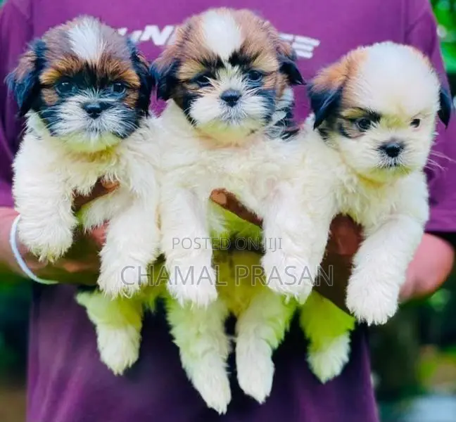 Shihtzu Puppies