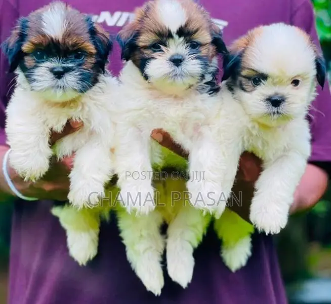 Shihtzu Puppies
