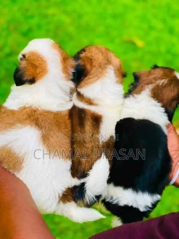 Shihtzu Puppies
