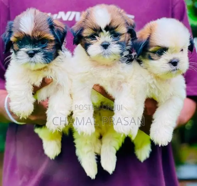 Shihtzu Puppies