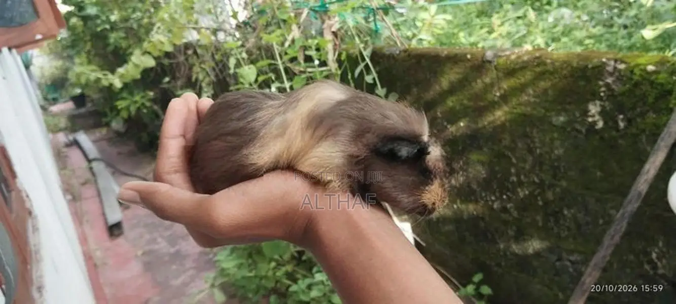 Abyssinian Guinea Pig (Long Hair)