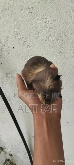 Abyssinian Guinea Pig (Long Hair)
