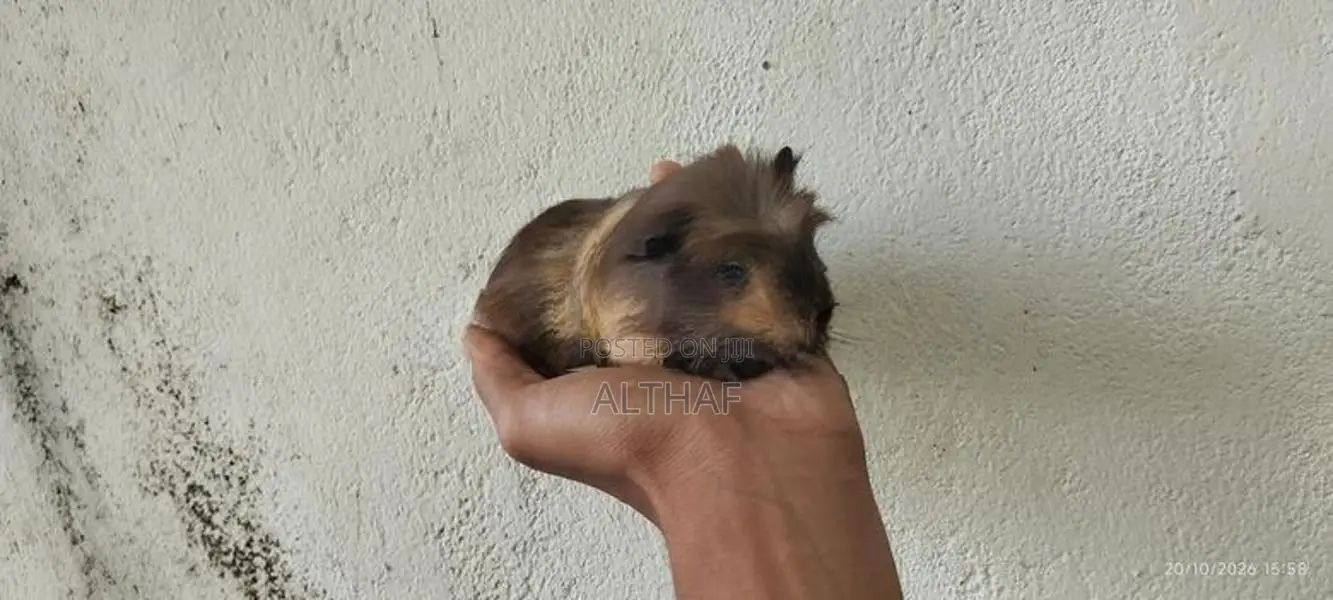 Abyssinian Guinea Pig (Long Hair)