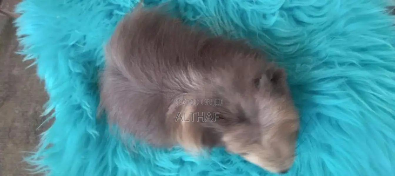 Abyssinian Guinea Pig (Long Hair)