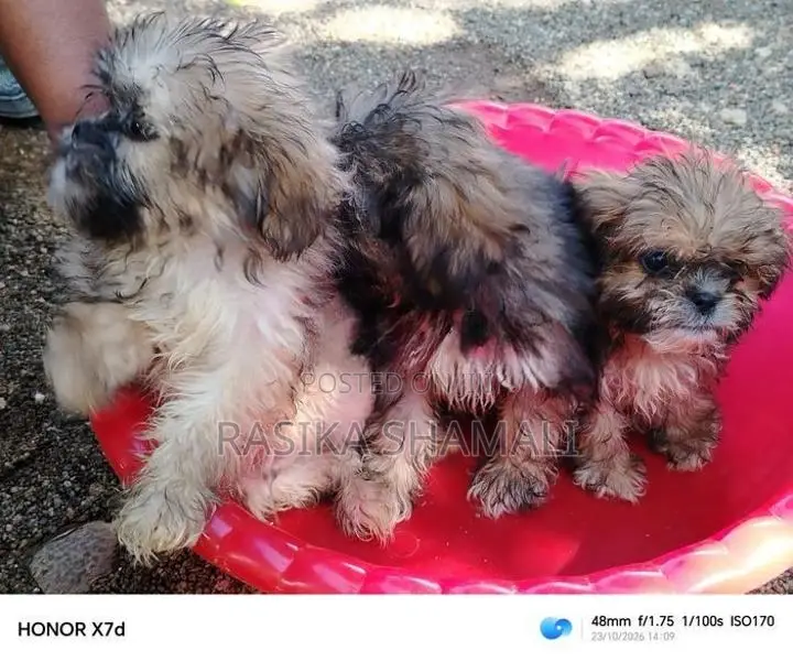 Shihzue
