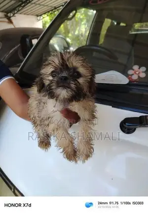 Shihzue