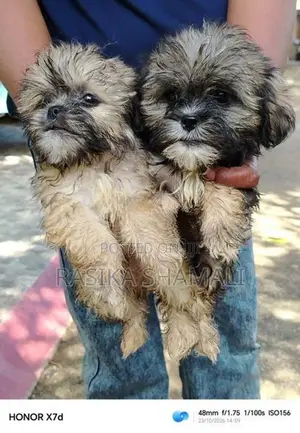 Shihzue