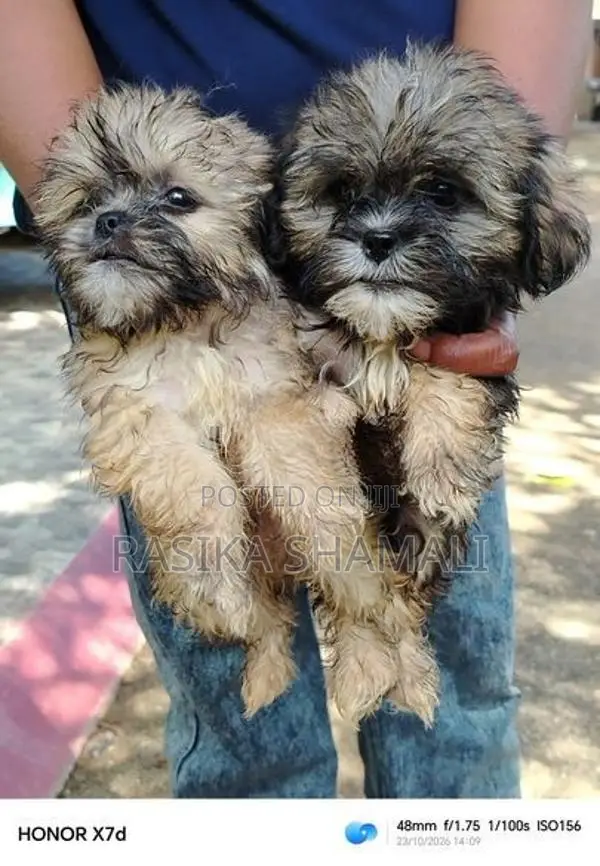Shihzue