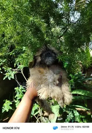 Shihzue