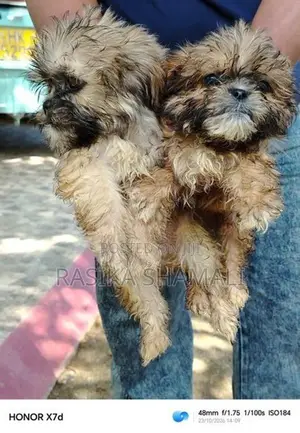 Shihzue