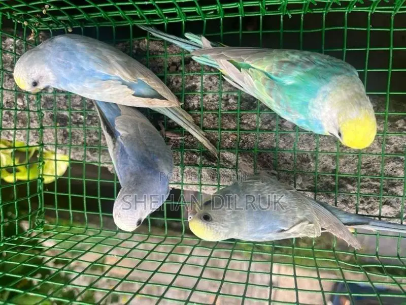 Rainbow Love Bird