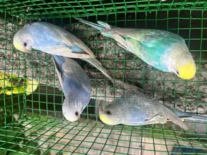 Rainbow Love Bird
