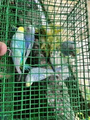 Rainbow Love Bird