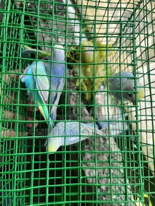 Rainbow Love Bird