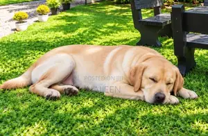 Labrador Dog