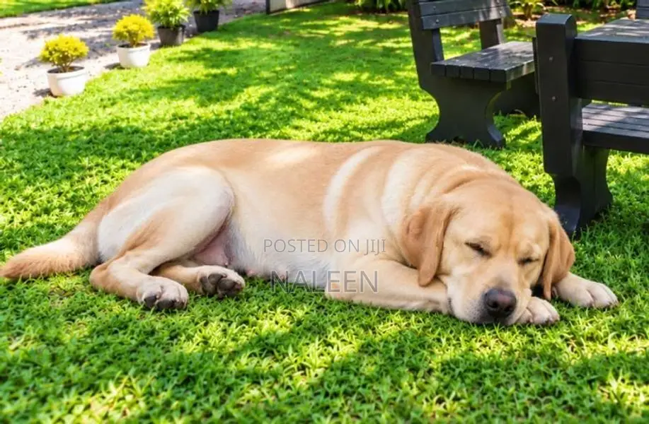 Labrador Dog