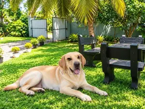 Labrador Dog