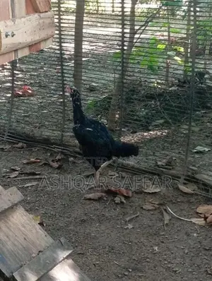 Shamo