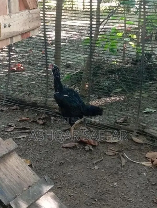 Shamo