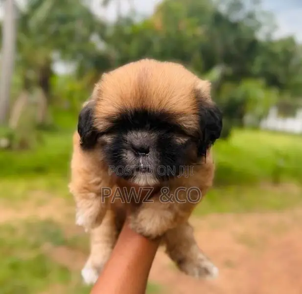 Shih Tzu