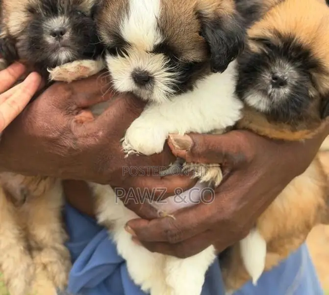 Shih Tzu
