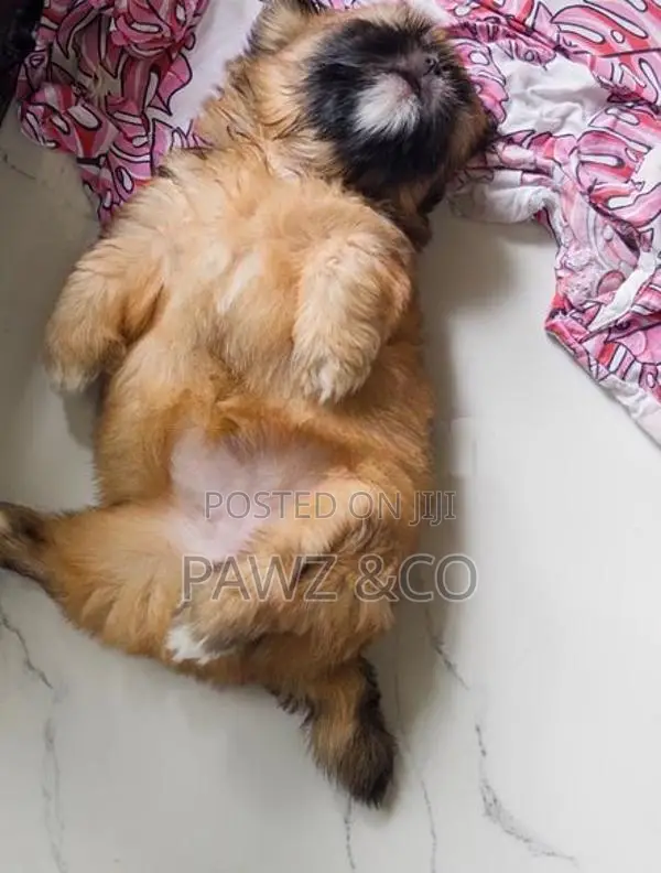 Shih Tzu
