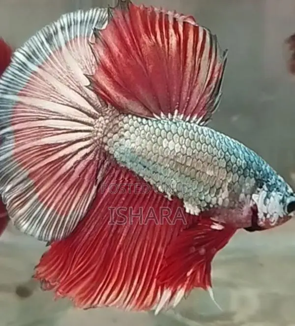 Fighter Fish