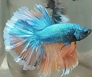 Fighter Fish