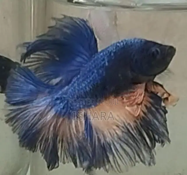 Fighter Fish