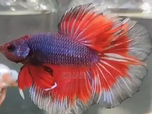 Fighter Fish