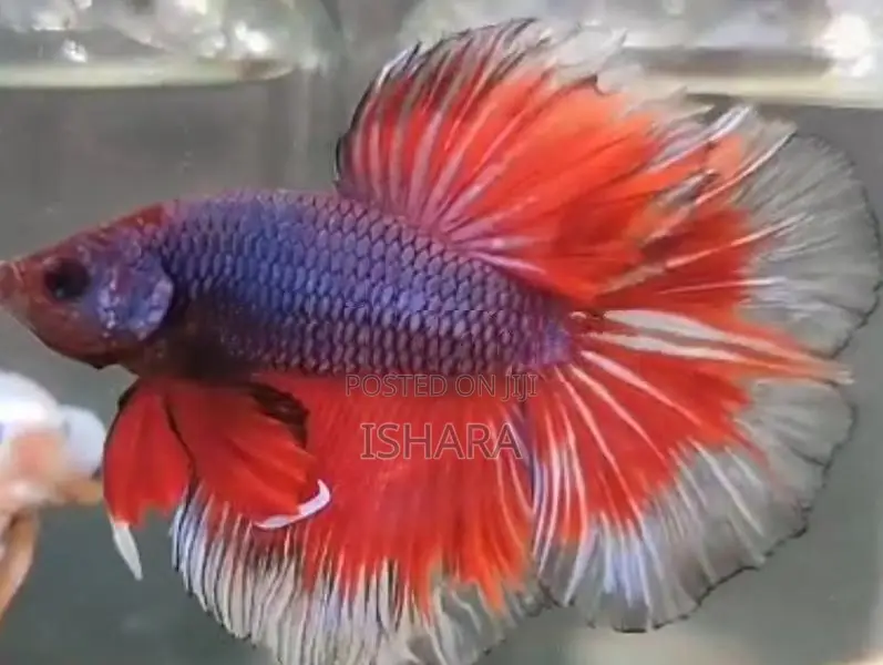 Fighter Fish