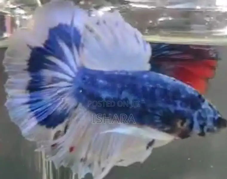 Fighter Fish