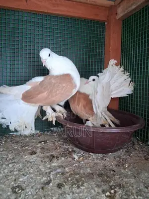 English Fantail Pair