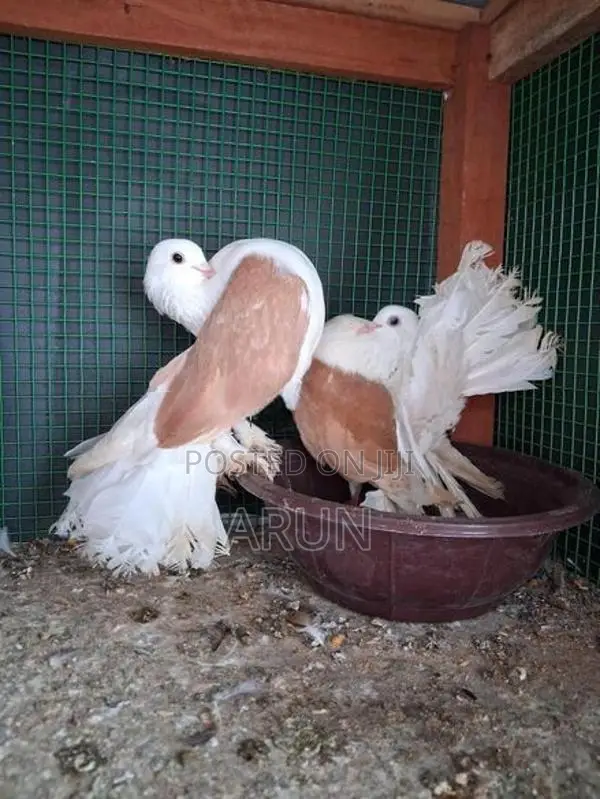 English Fantail Pair