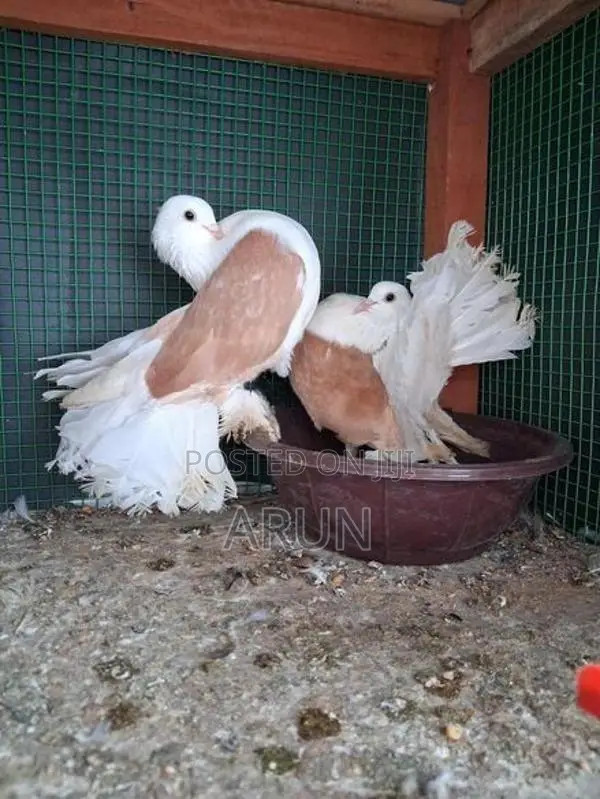 English Fantail Pair