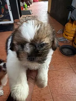 Shih Tzu
