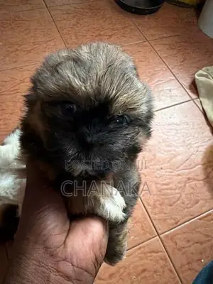 Shih Tzu
