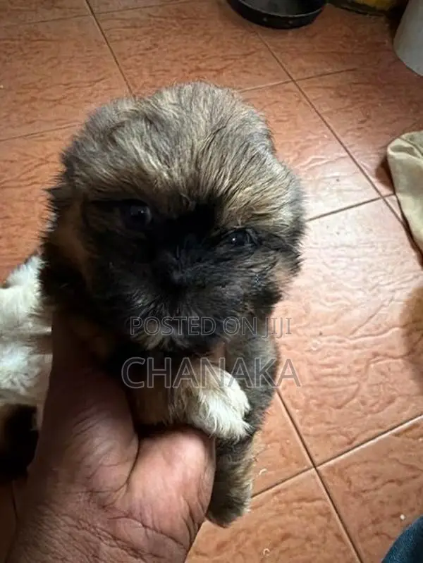 Shih Tzu