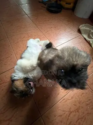 Shih Tzu