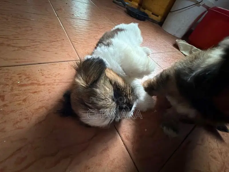 Shih Tzu