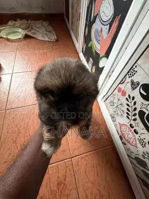 Shih Tzu