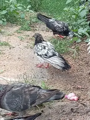Pigeon