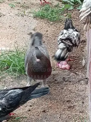 Pigeon