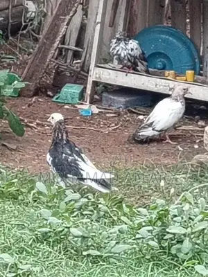 Pigeon