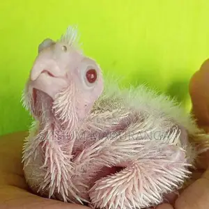 Cockatiel Chick