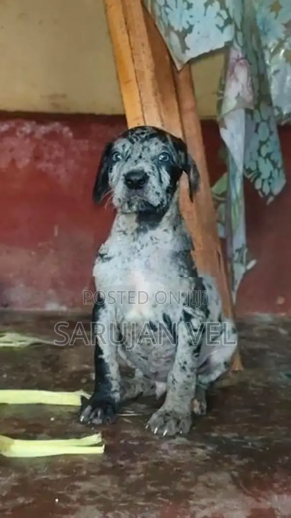 Great Dane Puppies