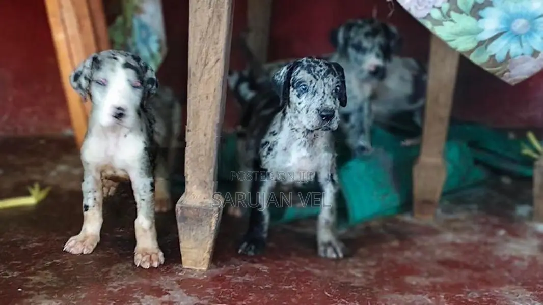Great Dane Puppies